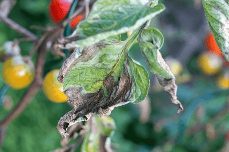 Dark Leaf Spots Signal Early Trouble