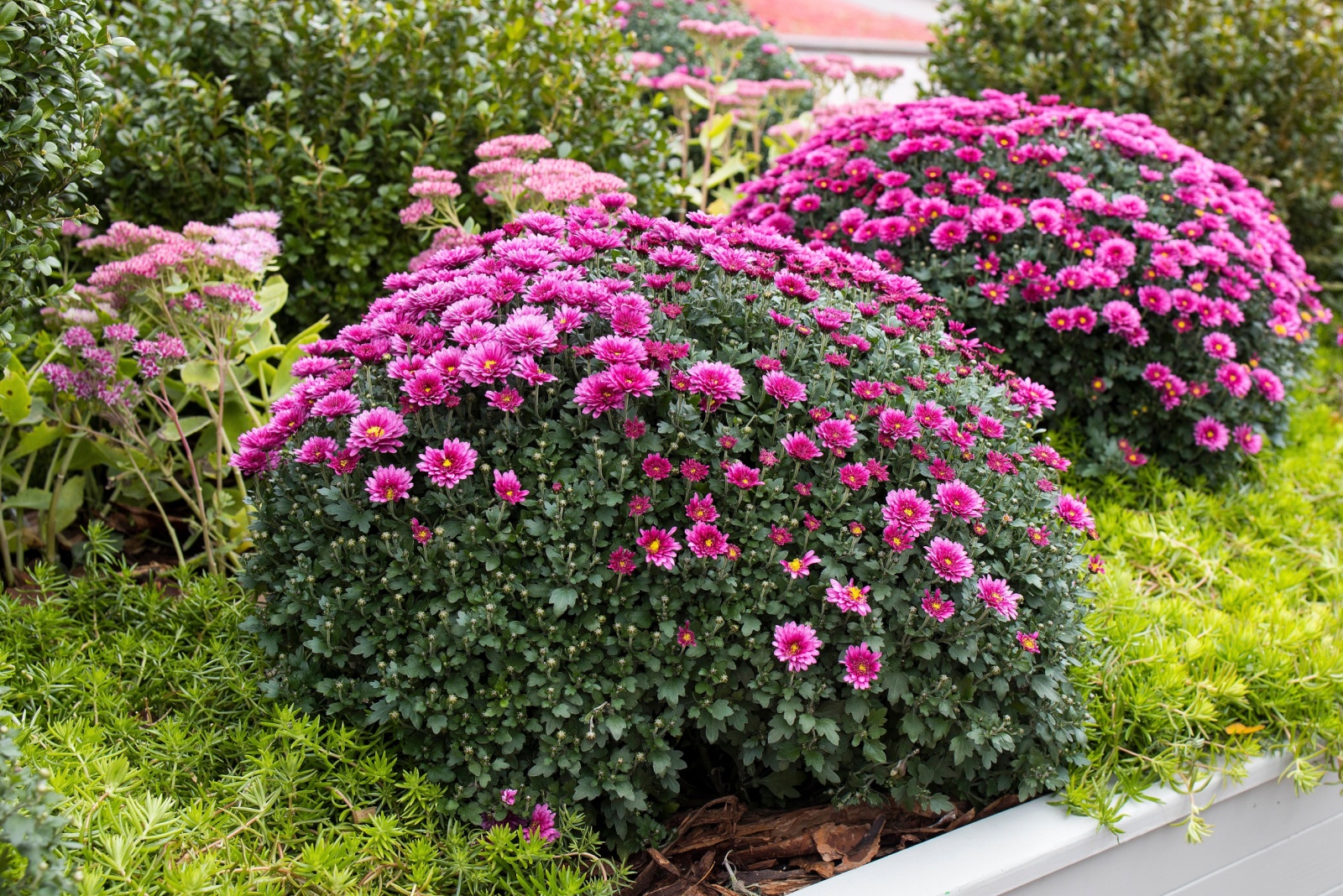 10 Ways To Keep Ohio Mums Blooming Beautifully Through Fall