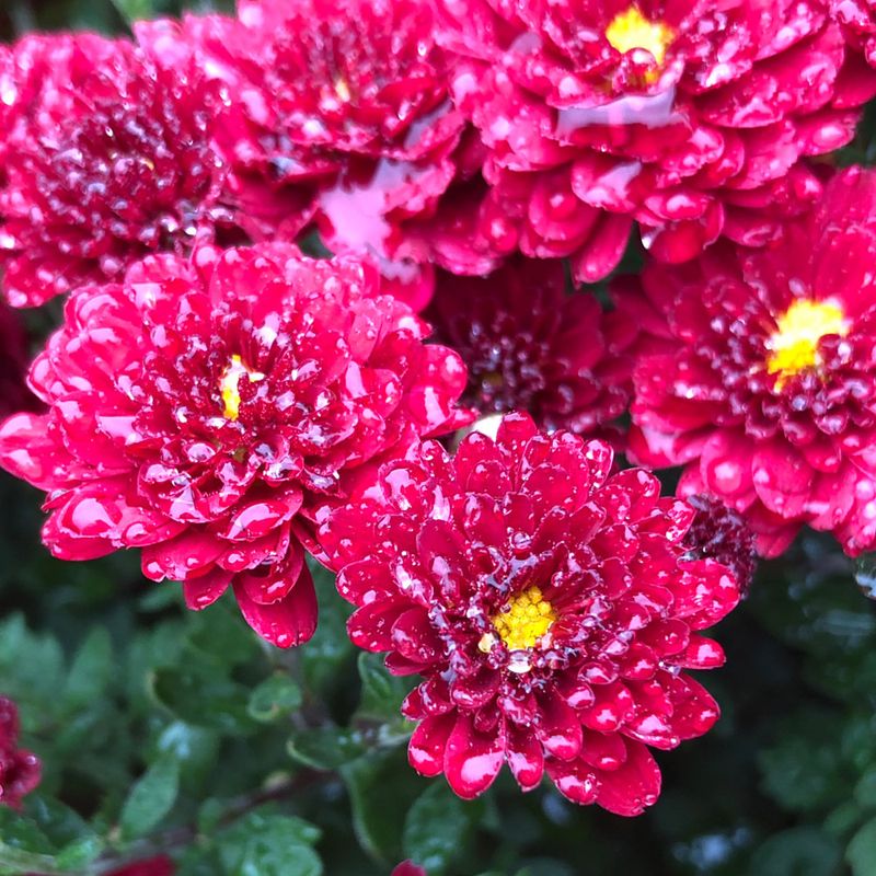 Choose Late-Blooming Varieties