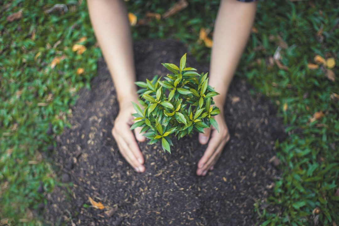 10 Weirdly Brilliant Spring Planting Tips For Minnesota Gardeners