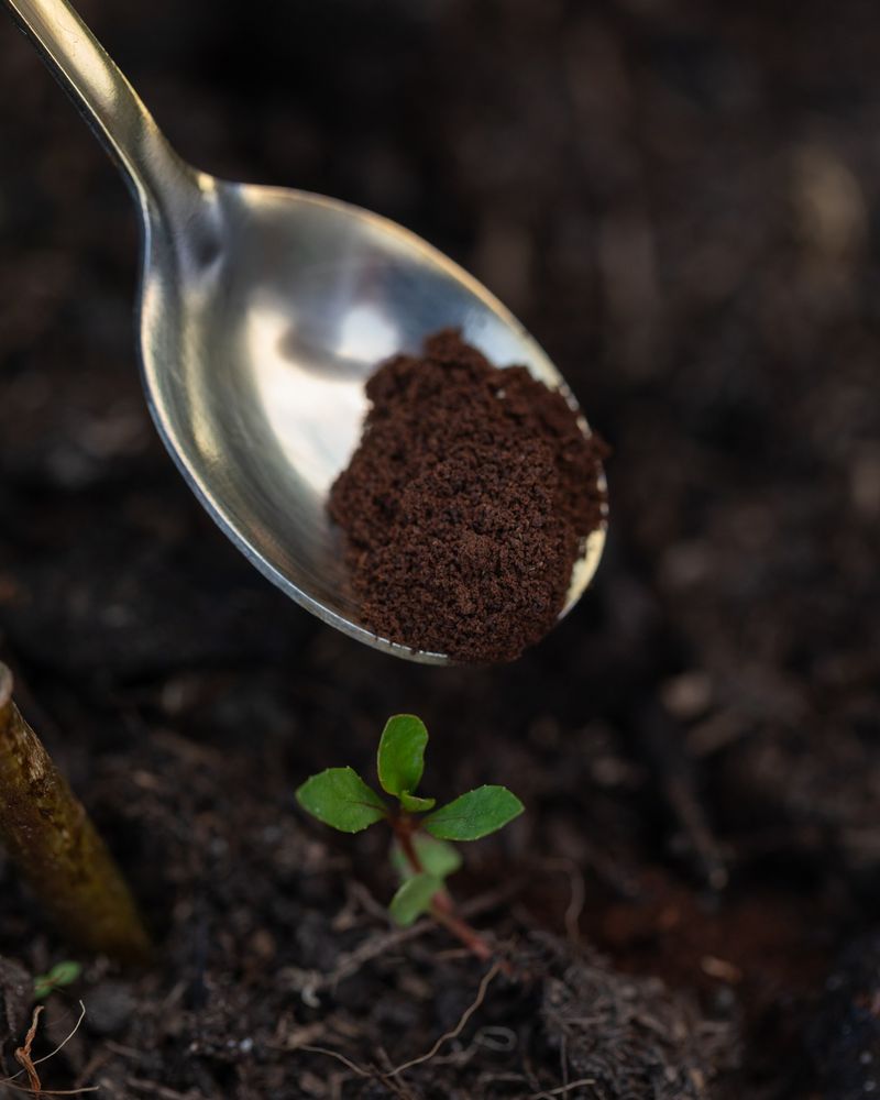 Coffee Grounds Snow Melt