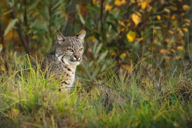 A bobcat