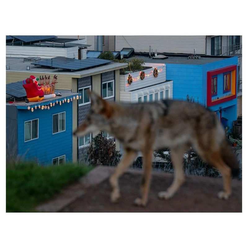 Coyotes: Desert Dogs Adapting To Urban Life