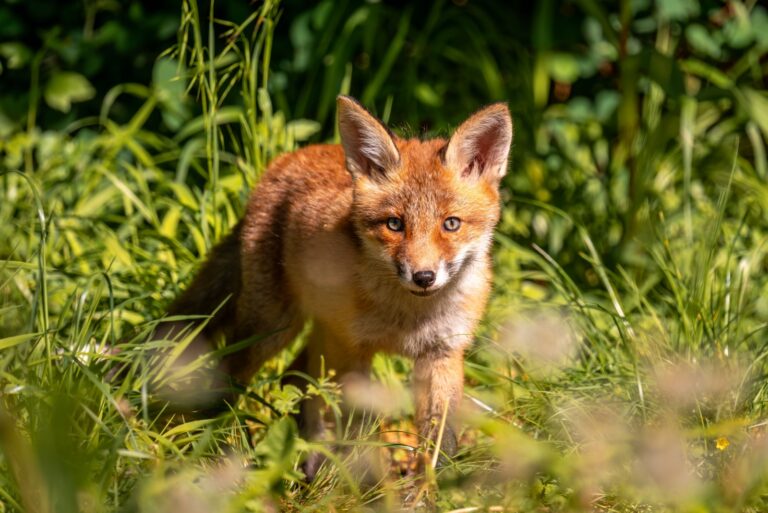 Red fox in the grass