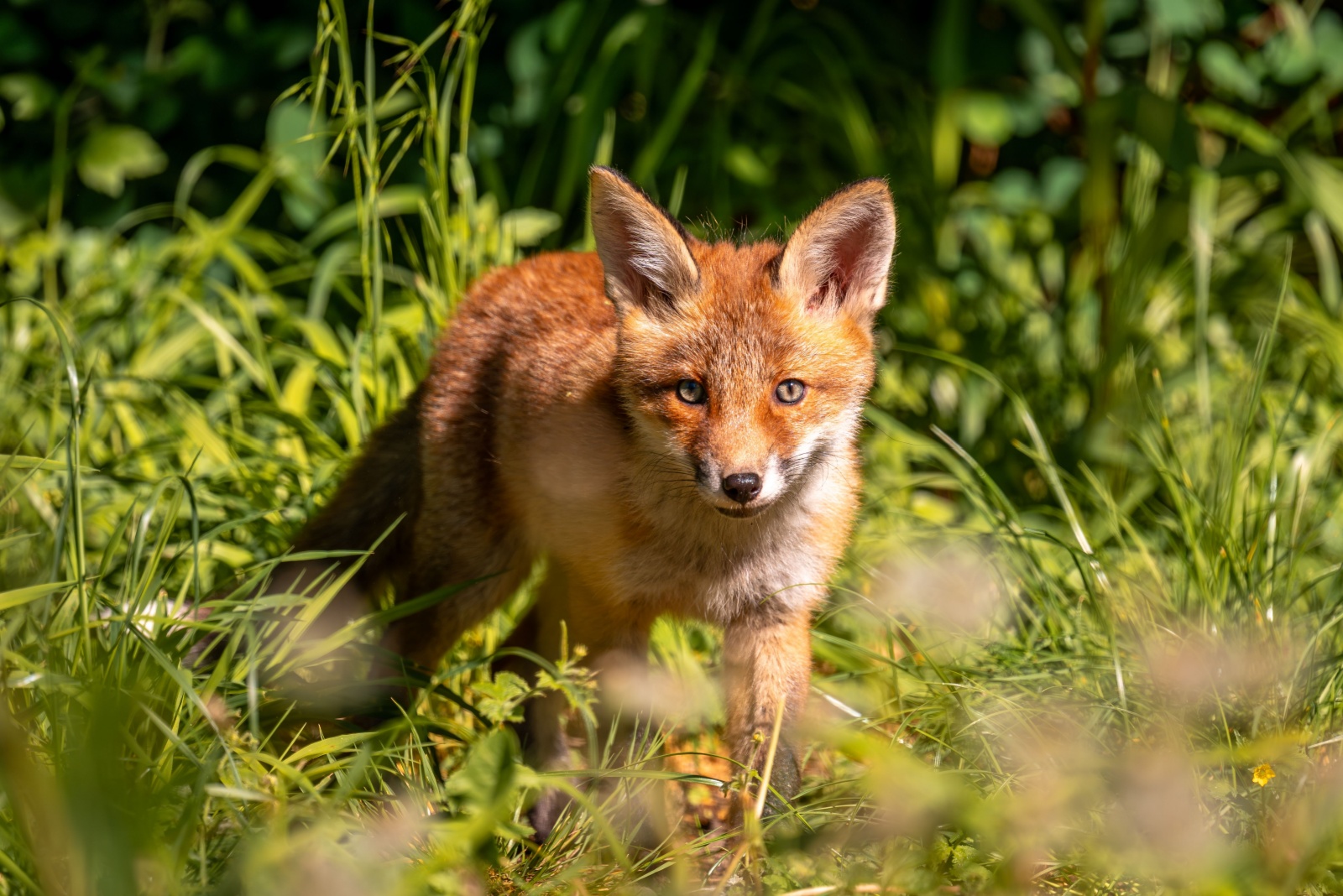 10 Wild Animals Thriving In North Carolina Cities (And Probably Your Backyard Too)
