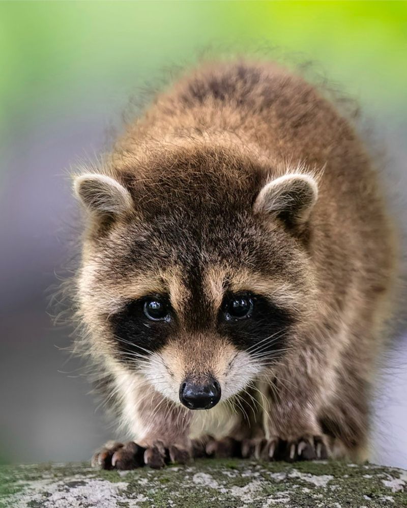 Raccoons And Their Midnight Kitchen Raids