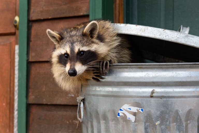 Raccoon (Procyon lotor) Leans Out of Garbage Can