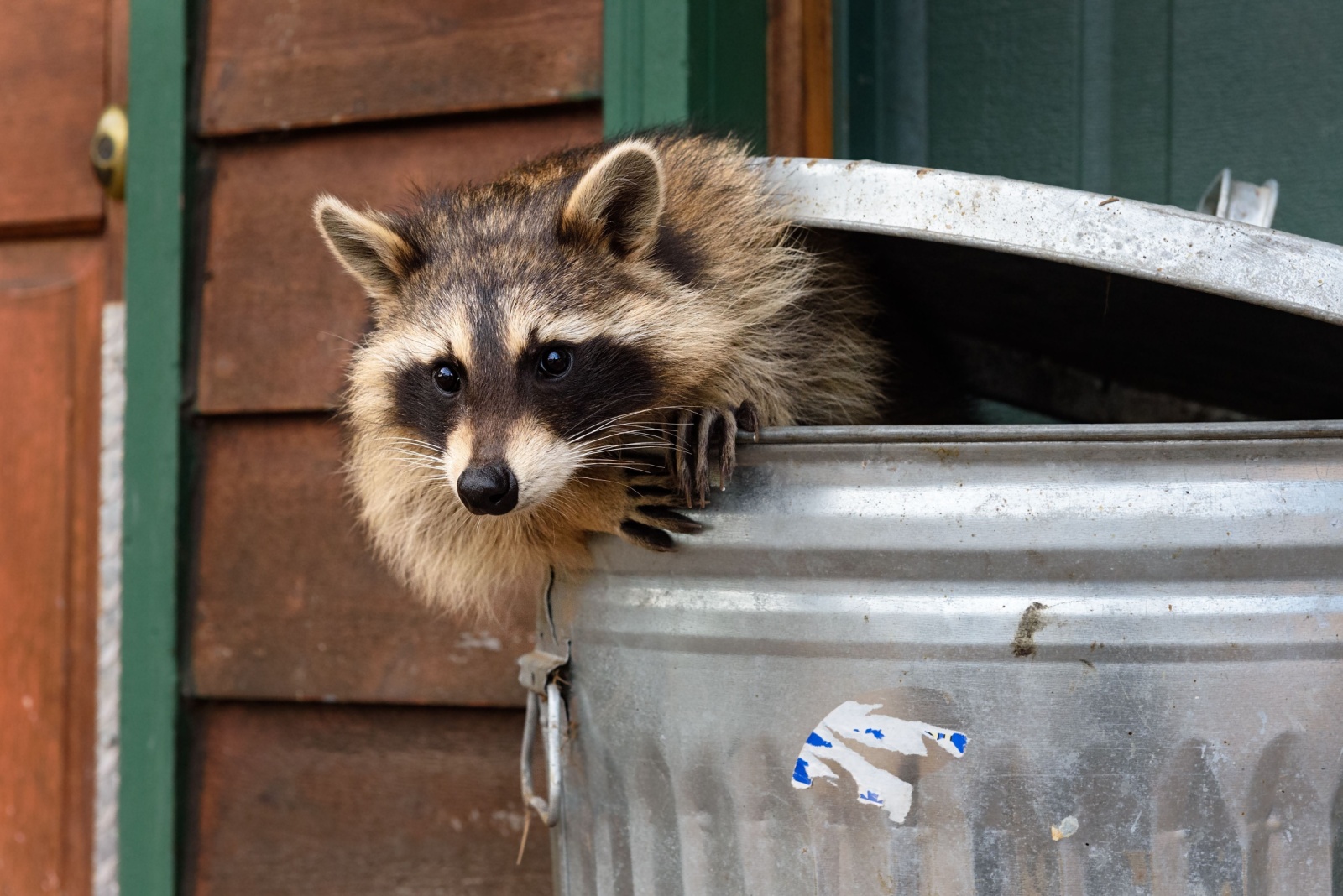 10 Wild Animals Thriving In Washington Cities (And Already Roaming Your Backyard)