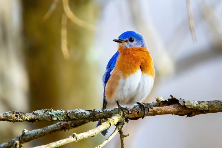 Eastern Bluebird (featured image)