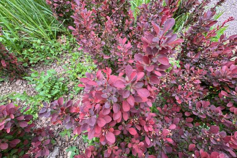 barberry (featured image)