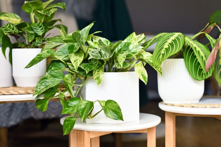 Various houseplants like 'Marble Queen' pothos or prayer plant in flower pots on side tables
