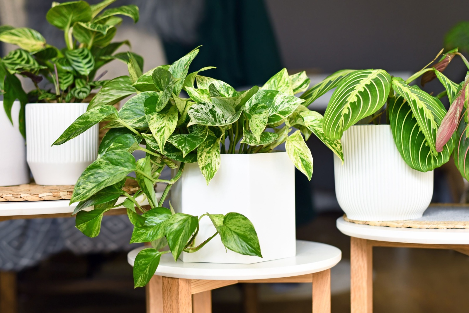11 Best Plants For Windowless Rooms In Washington Homes