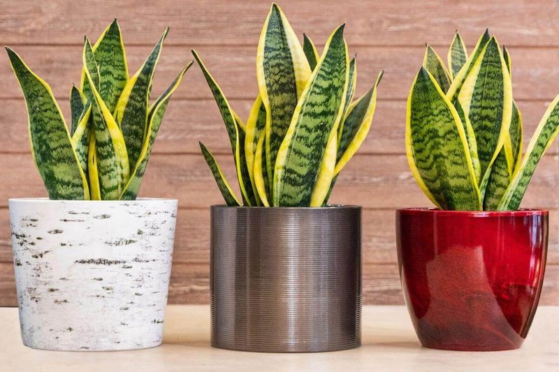 Snake Plant: The Indestructible Wonder