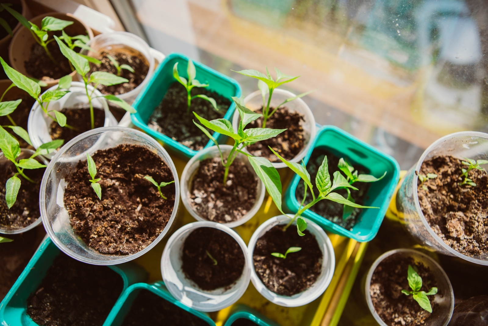 11 Budget-Friendly Gardening Tips For Florida Homeowners