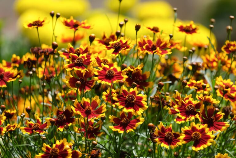 Flowering Coreopsis