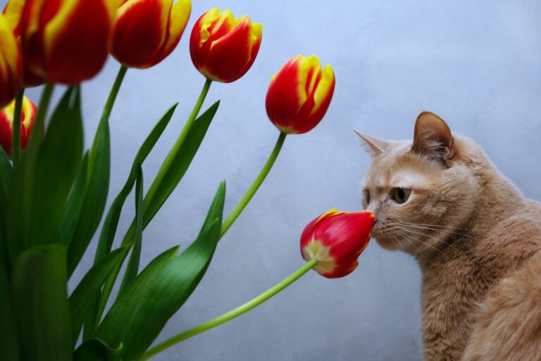 cat sniffing a tulip flower