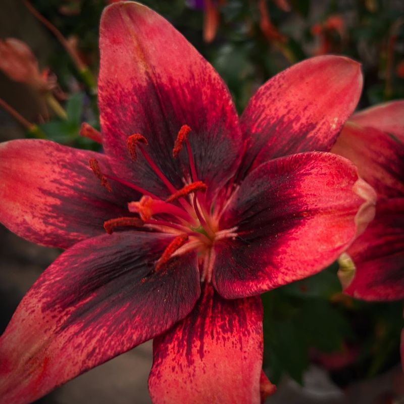 Lily Varieties