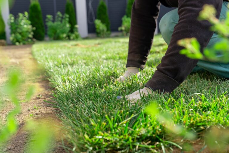 gardener fixing sod on field of backyard