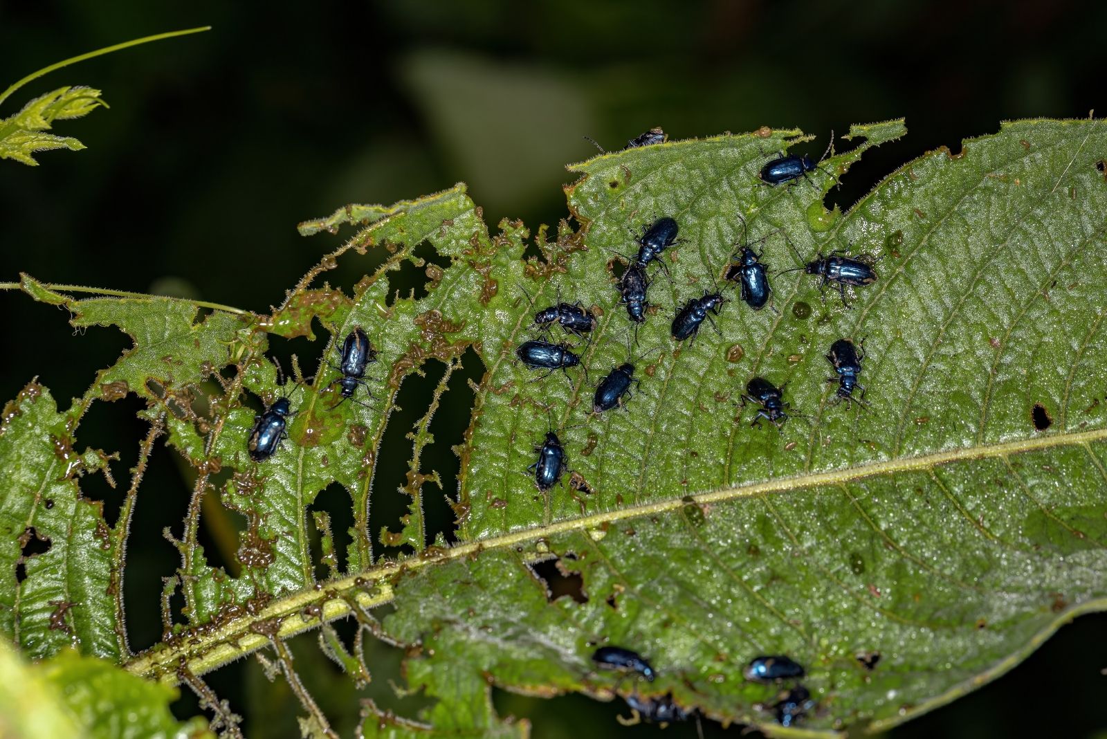 11 Common Pests To Watch For In Central Ohio Valley Gardens