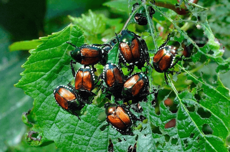 Japanese Beetles Stripping Foliage