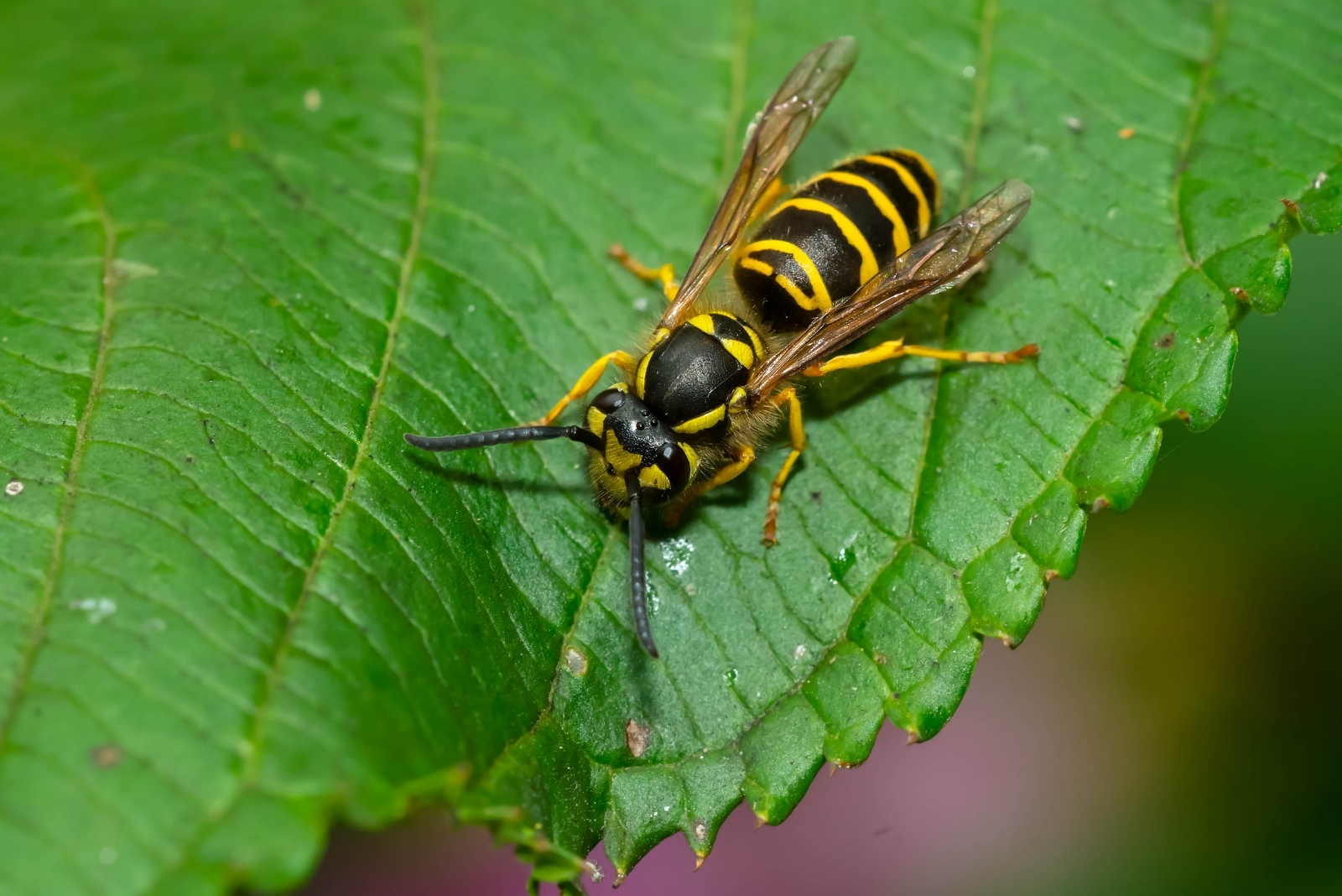 11 Common Venomous Creatures You Might Find In Wisconsin