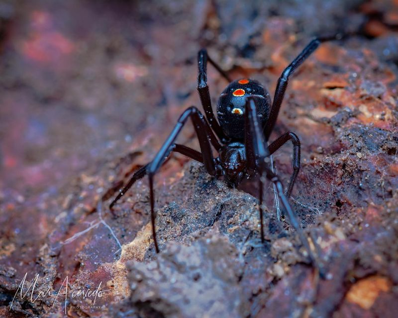Northern Black Widow Spider