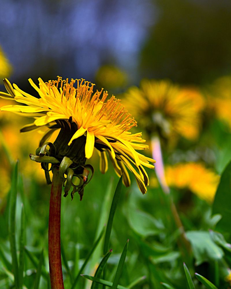 Dandelion - The Fluffy Invader