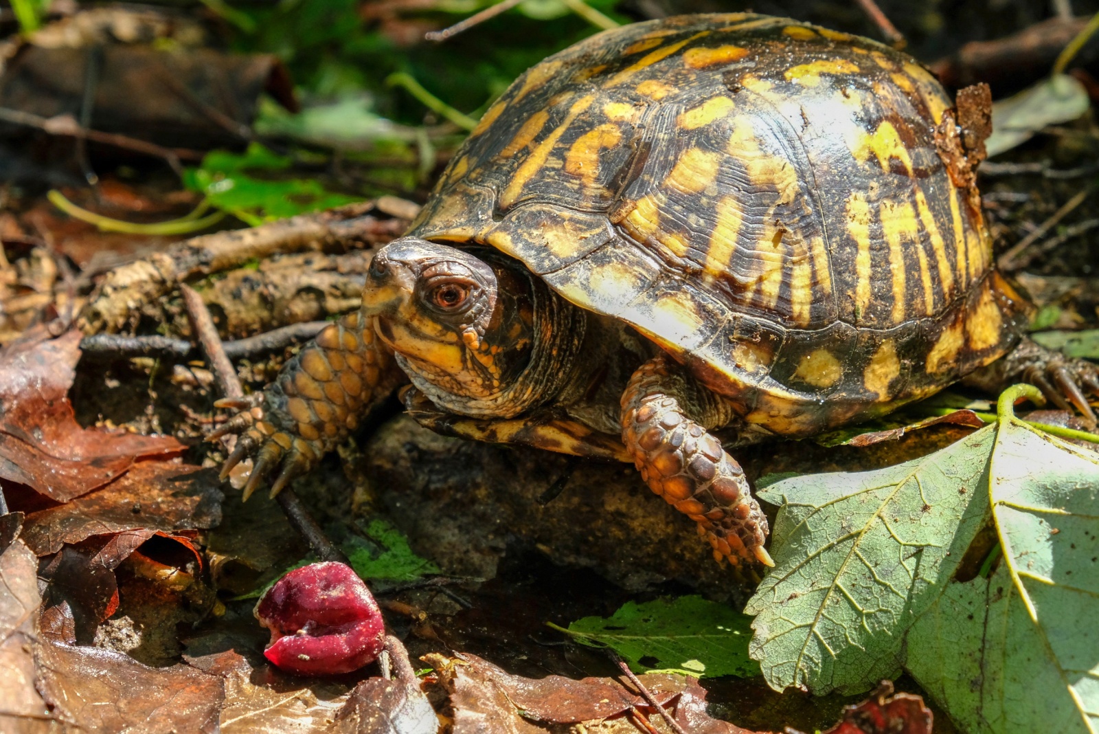 11 Creatures Texas Homeowners Aren’t Allowed To Remove From Yards Or Gardens