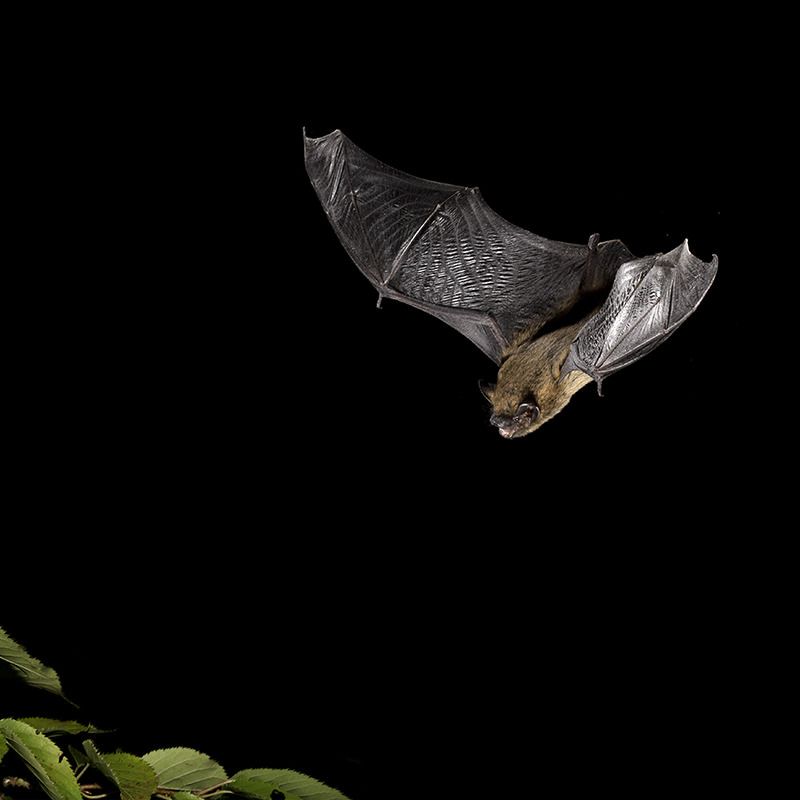 Bats Hunting Above Evening Gardens