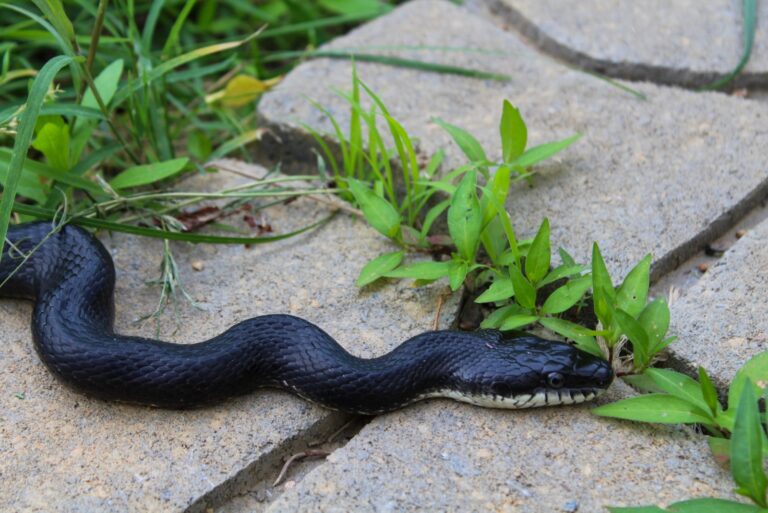 Black Rat Snake in Garden