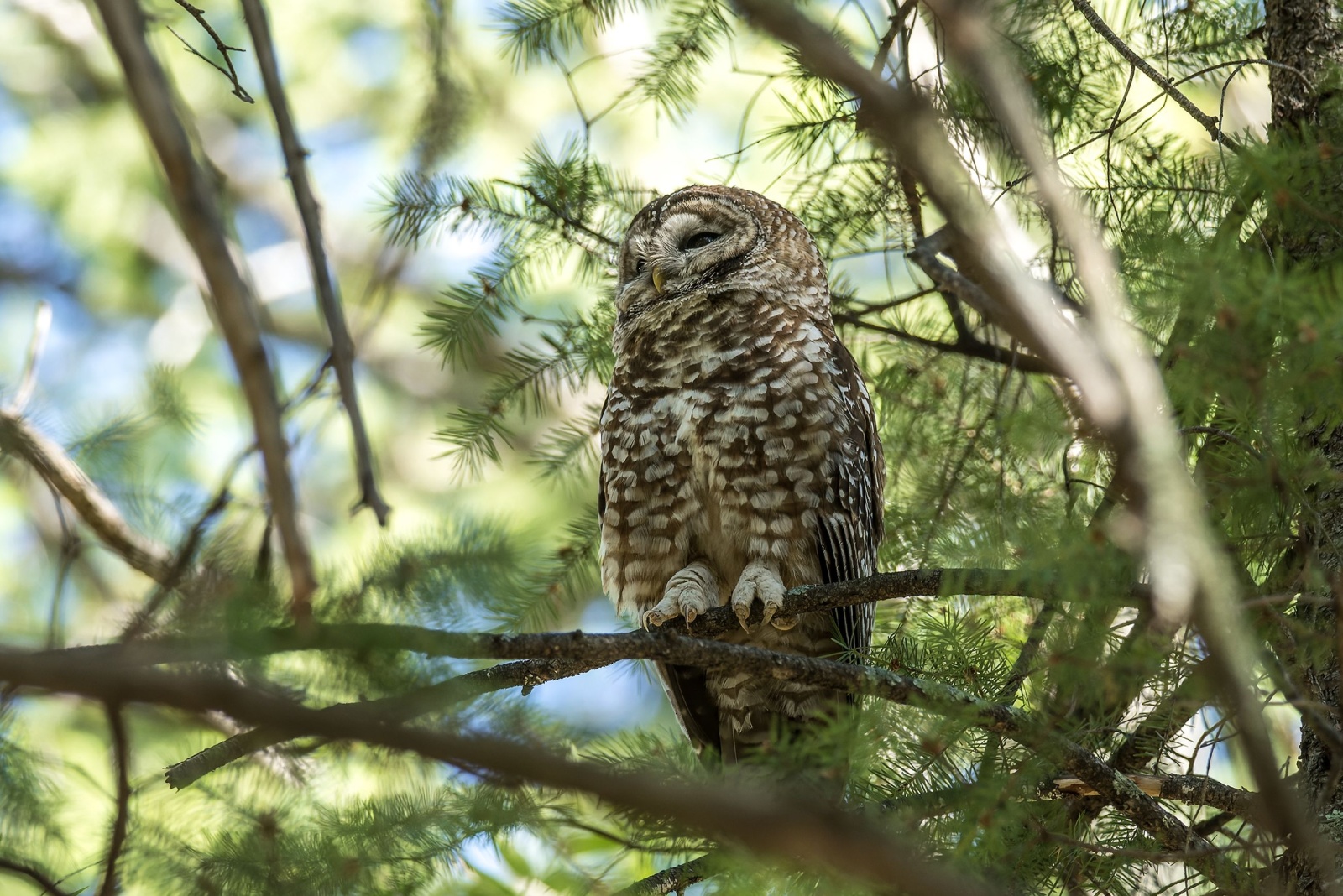 11 Creatures You Cannot Legally Remove From Your Washington Home And Garden