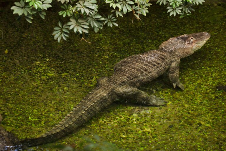 American alligator