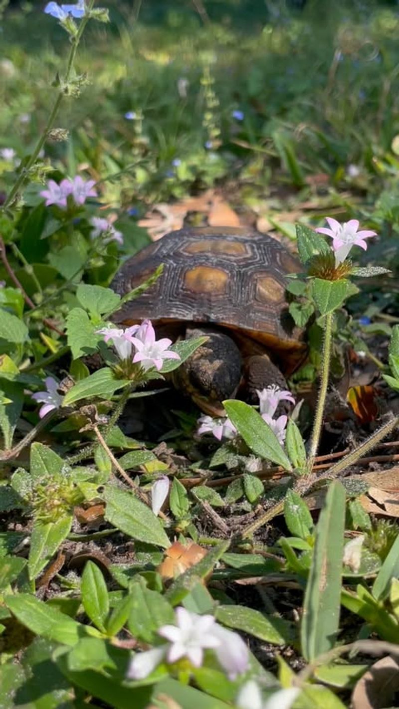 Gopher Tortoises Among Garden Succulents