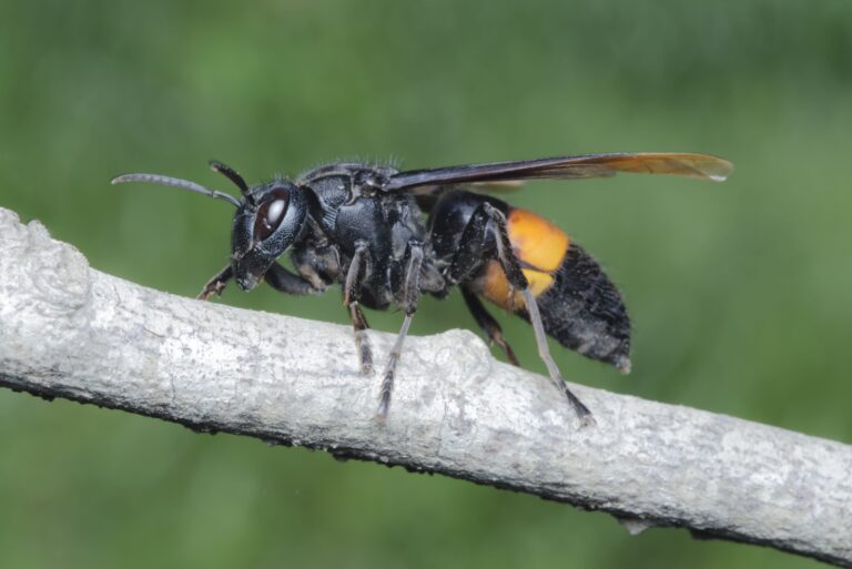 Asian Giant Hornet