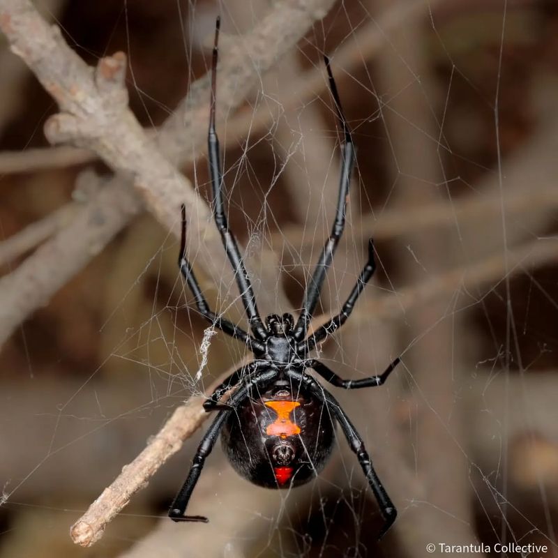 Black Widow Spiders
