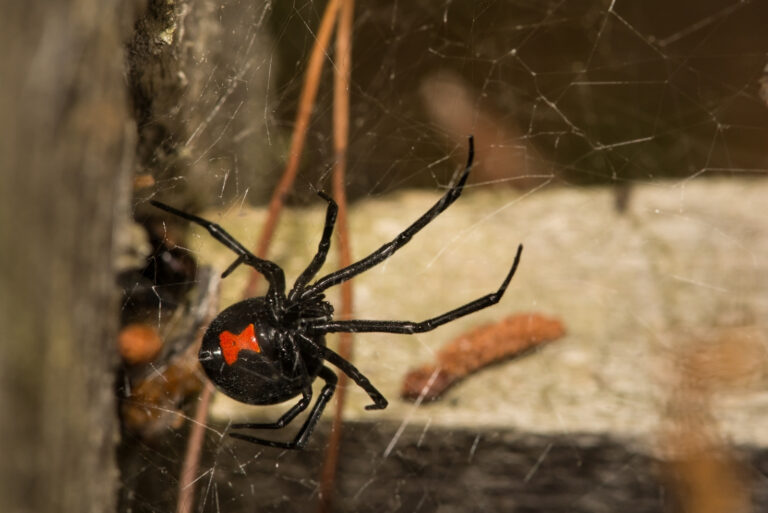 Widow spiders (featured image)