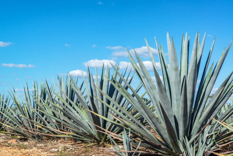 agave (featured image)