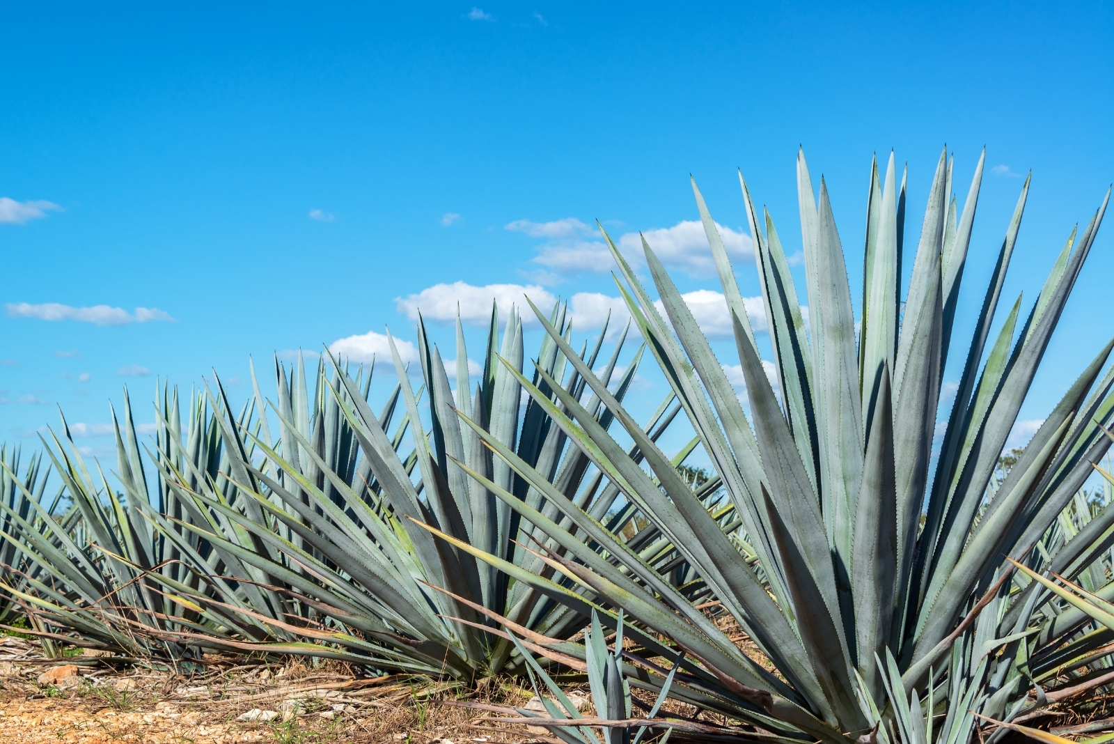 11 Drought-Tolerant Plants That Can Survive Fall And Winter In Arizona