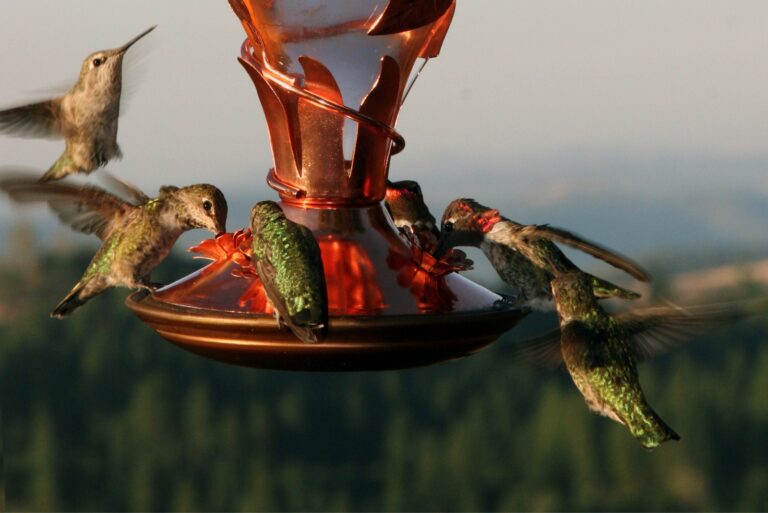 hummngbirds on a feeder