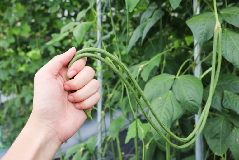 yard long beans