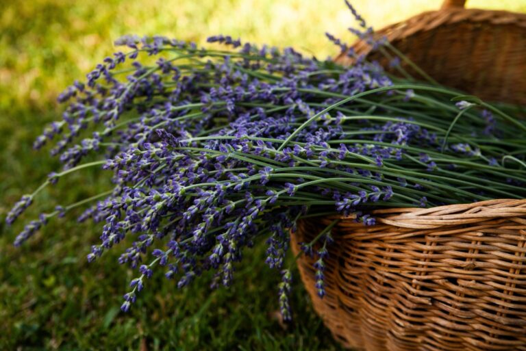 Lavender basket on the lawn