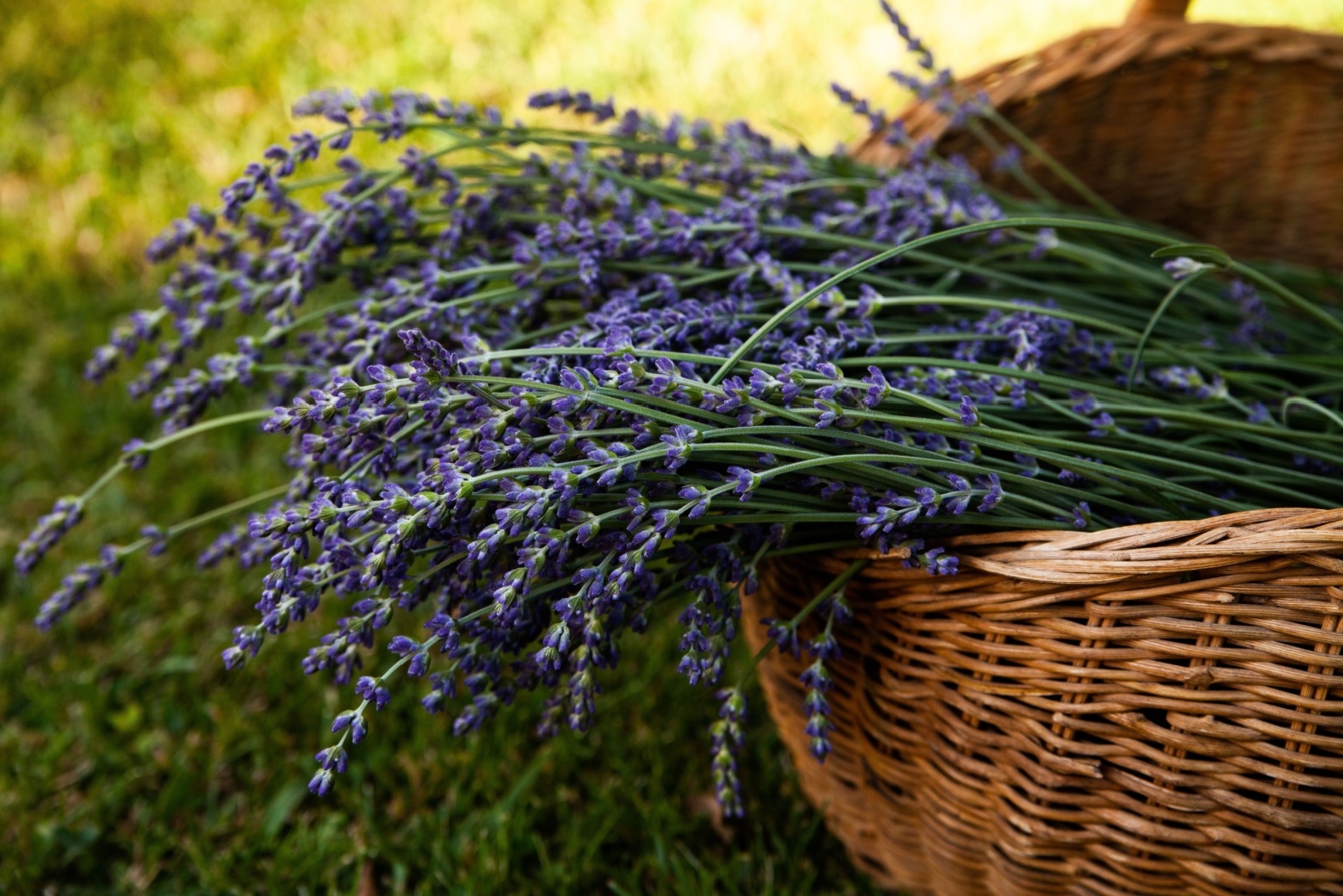 11 Edible Flowers Perfect For Pots And Containers In Massachusetts