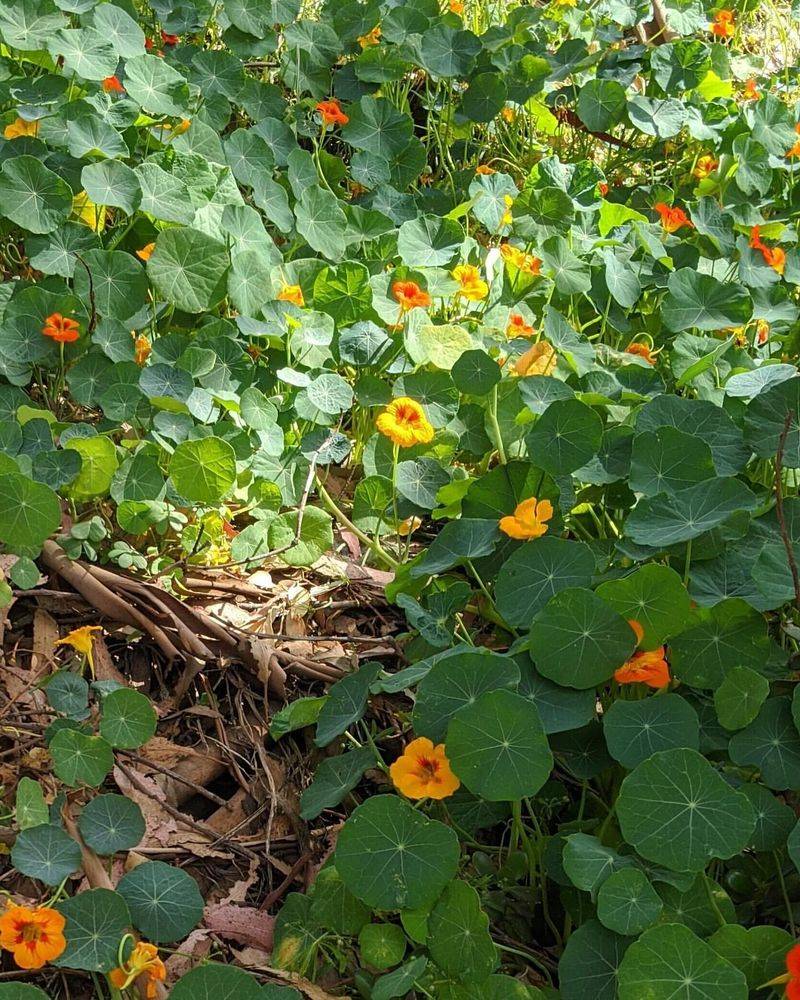 Nasturtiums: Spicy Splash Of Color