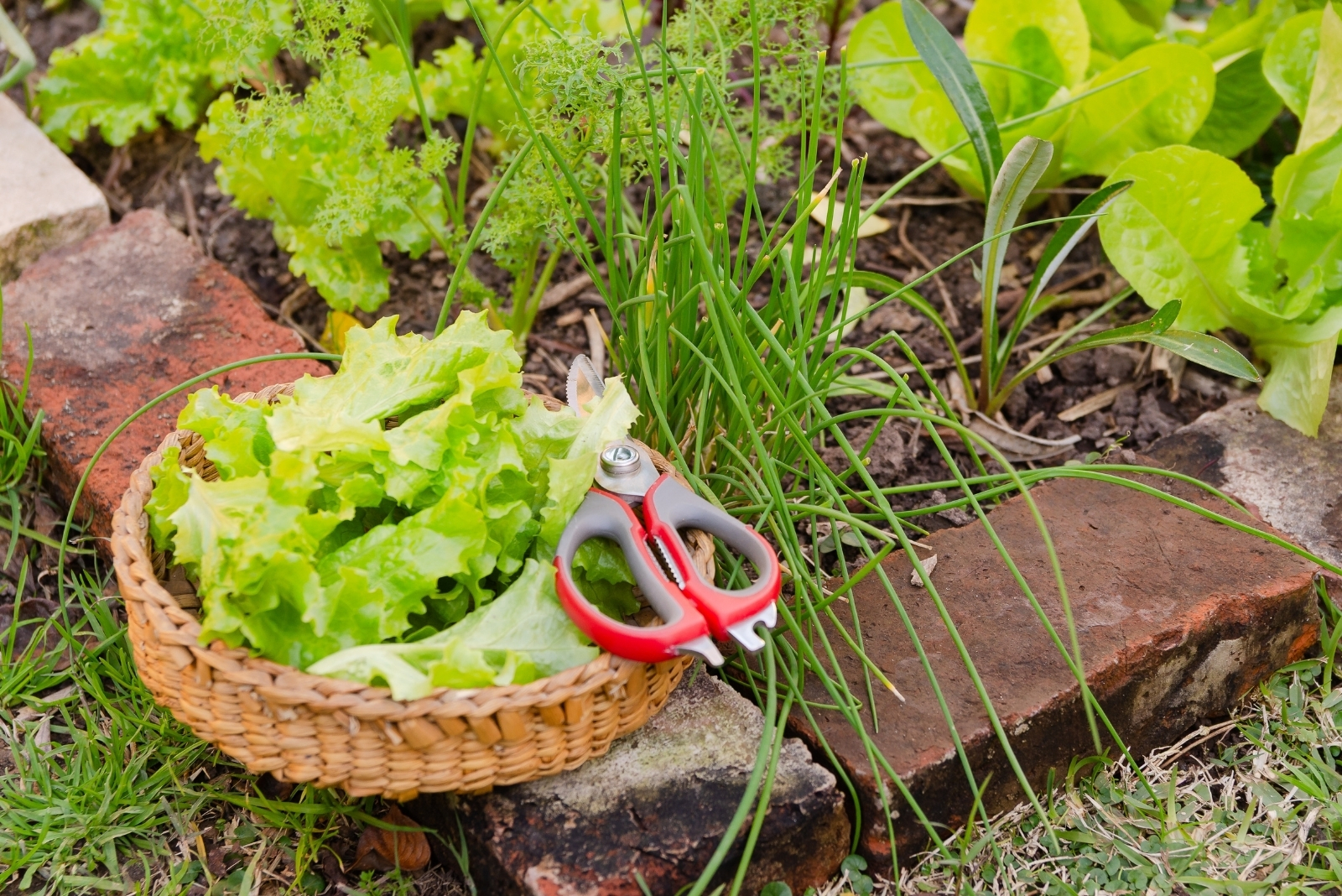 11 Essential Gardening Tips For Autumn In Florida