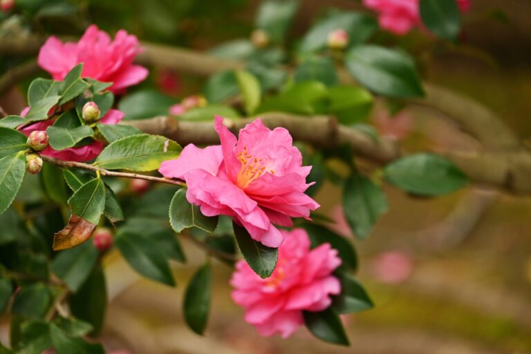 camellia flower