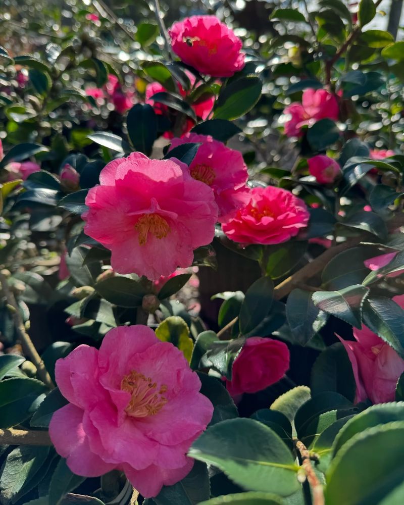 Camellia Sasanqua