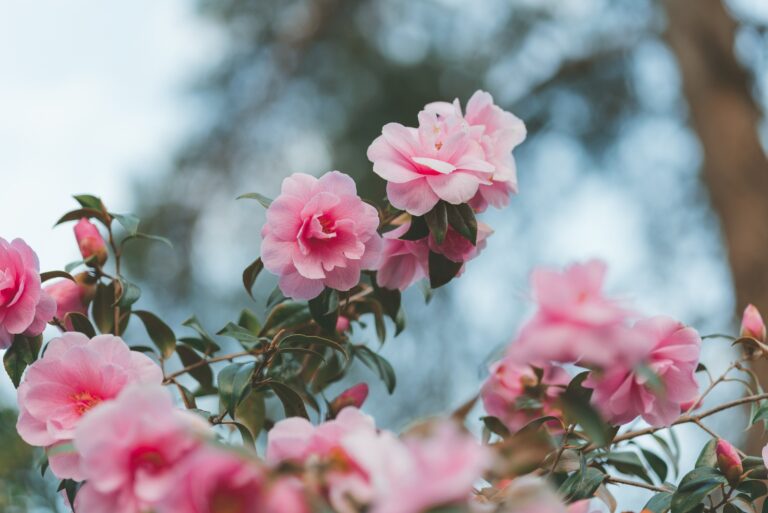 camellia flowers
