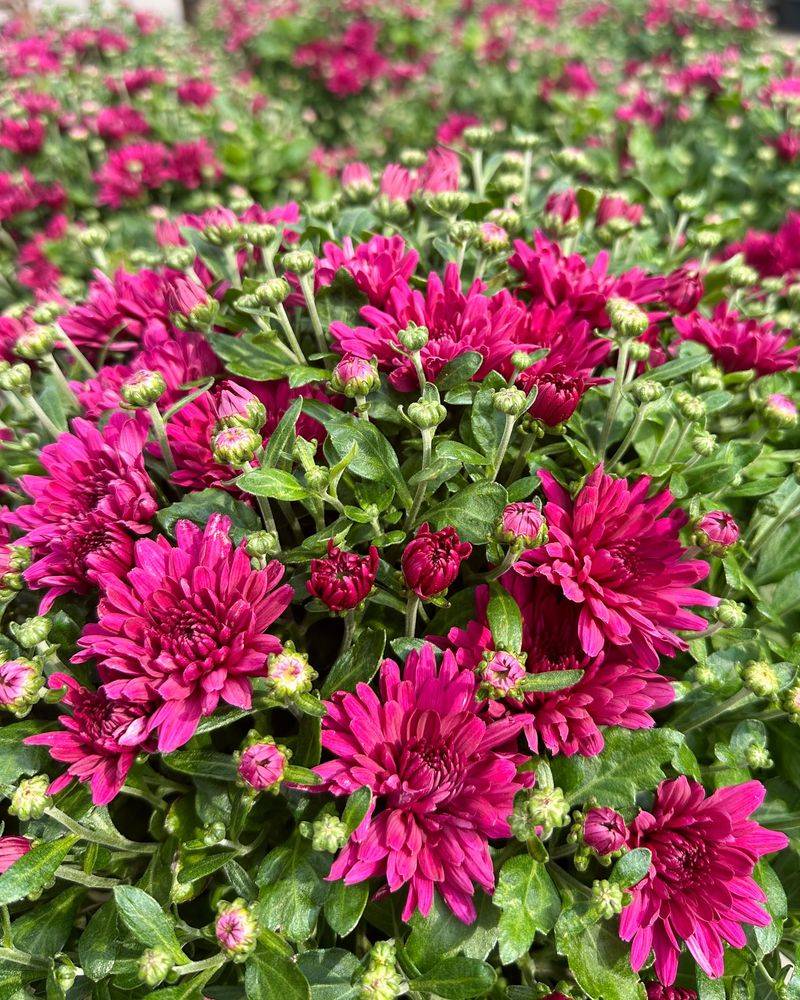 Majestic Mums