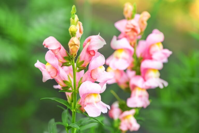Snapdragons