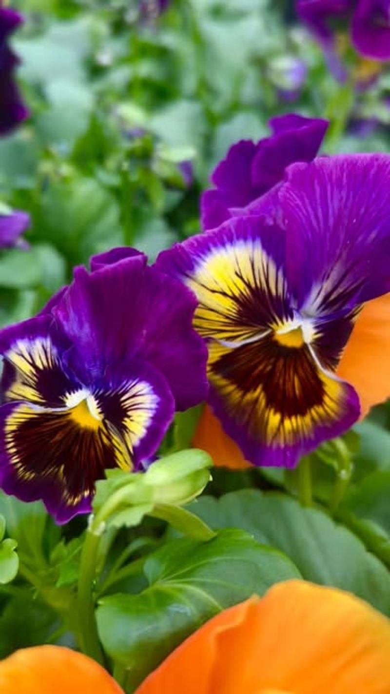 Cheerful Pansies